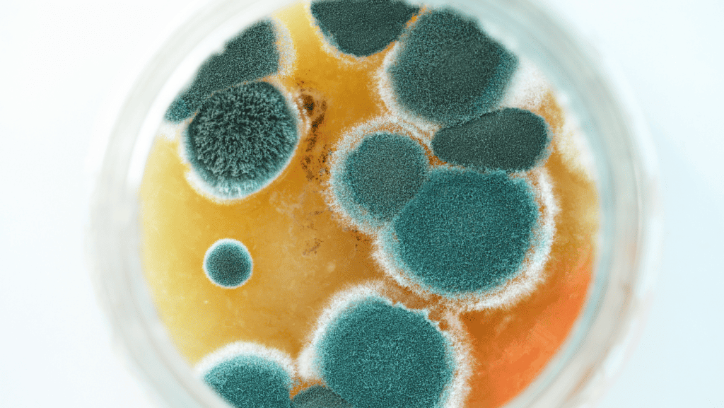 Overview of Mold Illness Statistics in the United States
