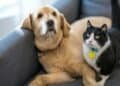 Air Quality and Animals: Tips for Protecting Your Pets from Indoor Mold Spores