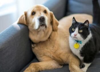 Air Quality and Animals: Tips for Protecting Your Pets from Indoor Mold Spores