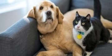 Air Quality and Animals: Tips for Protecting Your Pets from Indoor Mold Spores