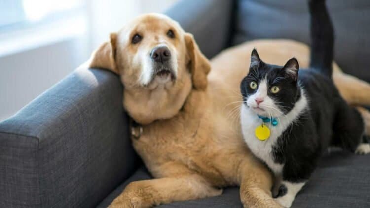 Air Quality and Animals: Tips for Protecting Your Pets from Indoor Mold Spores