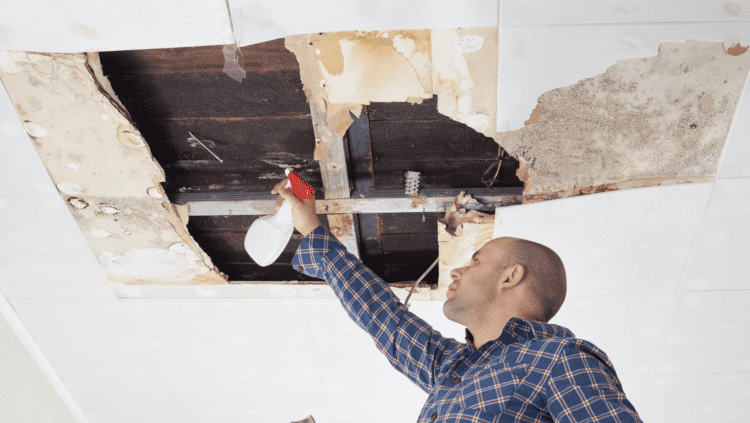 How to Choose the Right Mold Remediation Company: Essential Factors to Consider