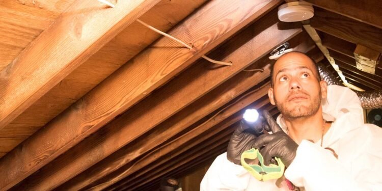 How to Prepare Your Home for a Professional Mold Inspection- Essential Steps