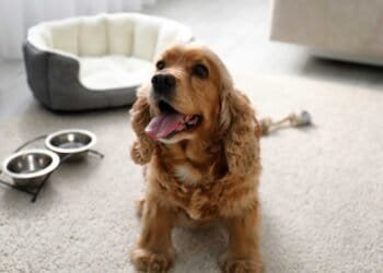 Identifying Mold in Pet-Friendly Areas of Your Home: The Silent Threat