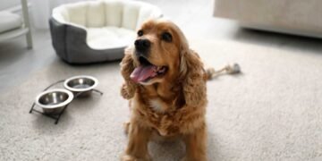 Identifying Mold in Pet-Friendly Areas of Your Home: The Silent Threat