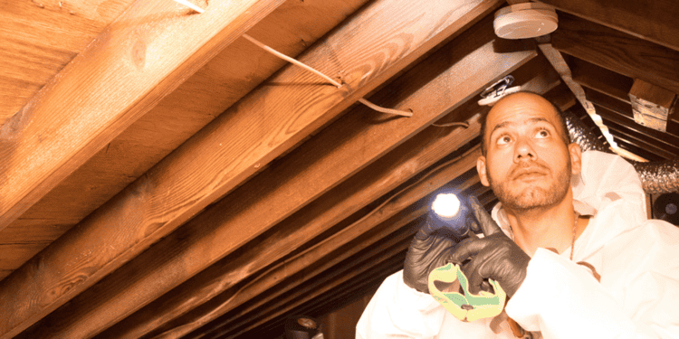 Mold Inspection vs. Mold Testing: Key Differences Explained