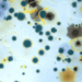 Mold Testing 101: Essential Guide for Informed Homeowners
