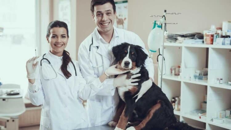 Mold Toxicity in Pets: Essential Information for Owners