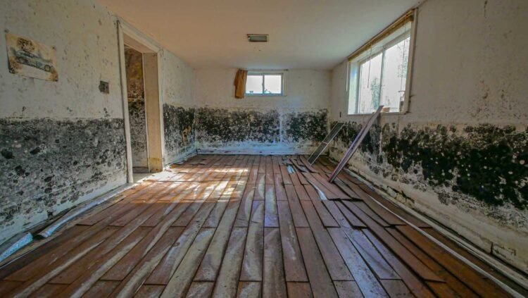Mold in Historic Buildings- Strategies for Effective Preservation and Remediation