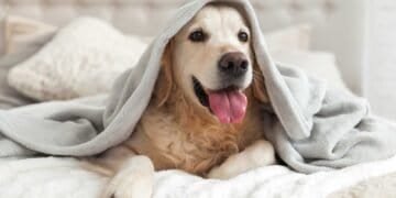 Pet Beds and Mold: Tips for a Safe Sleeping Space