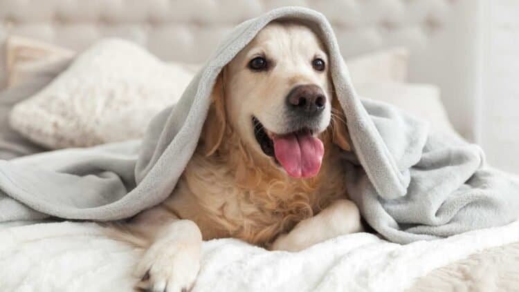 Pet Beds and Mold: Tips for a Safe Sleeping Space
