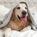 Pet Beds and Mold: Tips for a Safe Sleeping Space