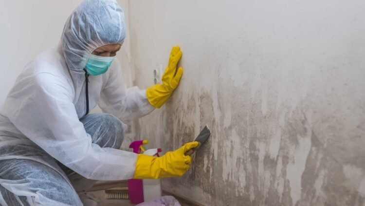 Say Goodbye to Mold: Effective Strategies for Successful Mold Damage Removal