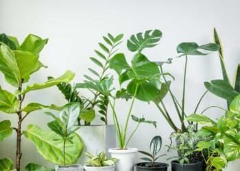 The Reality of Houseplants' Role in Absorbing VOCs