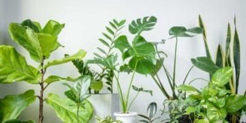 The Reality of Houseplants' Role in Absorbing VOCs
