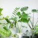 The Reality of Houseplants' Role in Absorbing VOCs