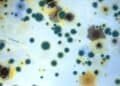 Top 5 Common Myths About Mold Debunked: Unveiling Scientific Truth