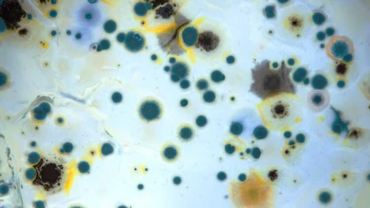 Top 5 Common Myths About Mold Debunked: Unveiling Scientific Truth
