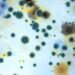 Top 5 Common Myths About Mold Debunked: Unveiling Scientific Truth