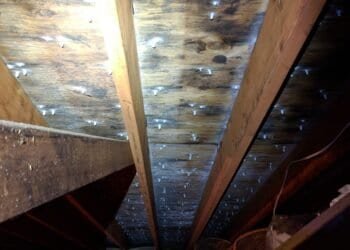 The Ultimate Guide to Understanding Mold Types and Health Risks: A Comprehensive Overview