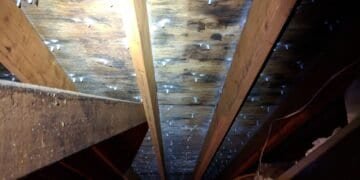 The Ultimate Guide to Understanding Mold Types and Health Risks: A Comprehensive Overview