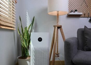 Preventing Aspergillosis: Strategies to Reduce Mold in Your Home