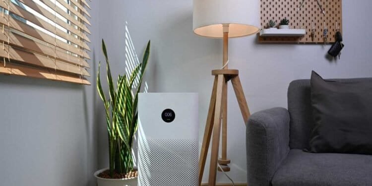 Preventing Aspergillosis: Strategies to Reduce Mold in Your Home