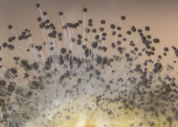 The Basics of Mold Allergies: Understanding Symptoms, Triggers, and Treatment