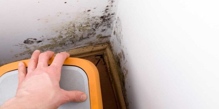 where mold hides