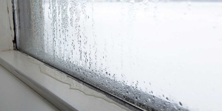 Mold, Humidity, and the Battle for Respiratory Well-being: Tips and Strategies