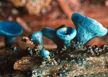 Preventing Skin Contact with Mold Spores in Clothing