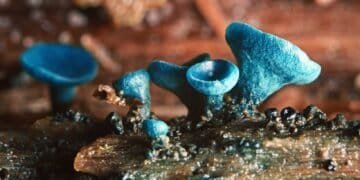 Preventing Skin Contact with Mold Spores in Clothing