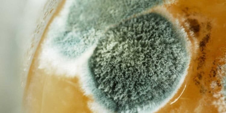 The Hidden Costs of DIY Mold Testing: What You're Not Considering