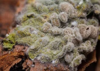 The Role of Professional Mold Inspectors in Validating Home Test Kit Results: Explained