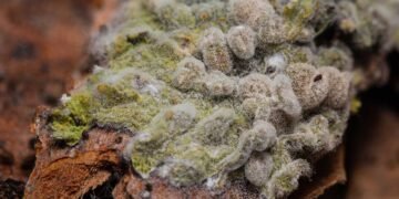 The Role of Professional Mold Inspectors in Validating Home Test Kit Results: Explained