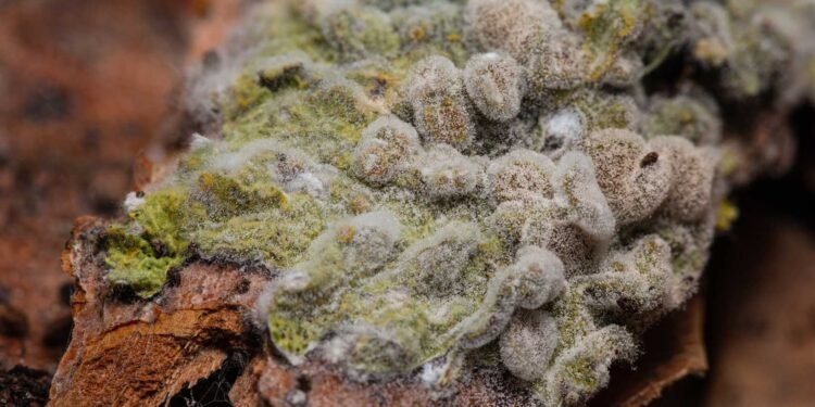 The Role of Professional Mold Inspectors in Validating Home Test Kit Results: Explained