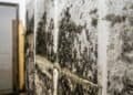 Toxic Mold Syndrome: The Role of Mycotoxins Explained