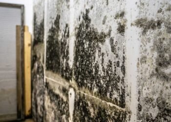 Toxic Mold Syndrome: The Role of Mycotoxins Explained