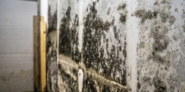 Toxic Mold Syndrome: The Role of Mycotoxins Explained