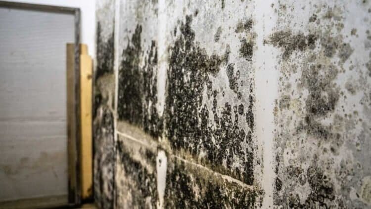 Toxic Mold Syndrome: The Role of Mycotoxins Explained