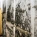 Toxic Mold Syndrome: The Role of Mycotoxins Explained