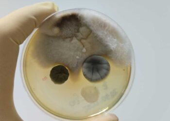 Understanding the Limitations of Home Mold Test Kits: What You Need to Know