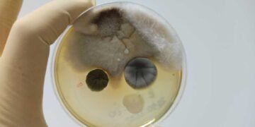 Understanding the Limitations of Home Mold Test Kits: What You Need to Know