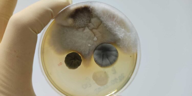 Understanding the Limitations of Home Mold Test Kits: What You Need to Know