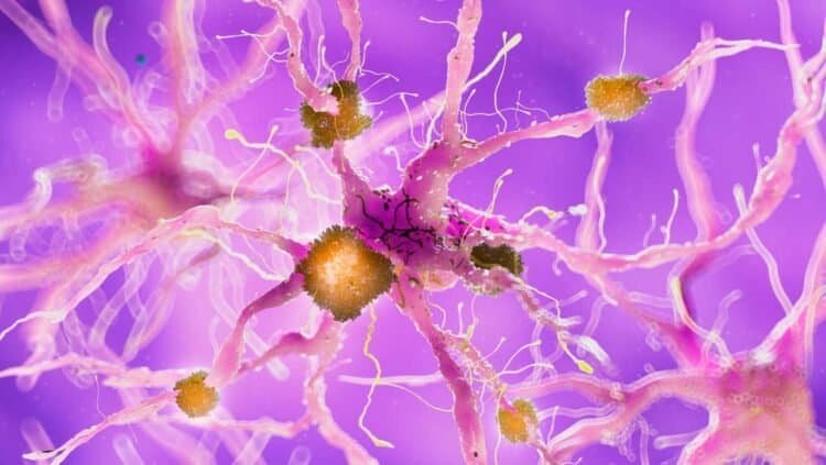 Identifying the Signs of Mold-Induced Neurological Symptoms