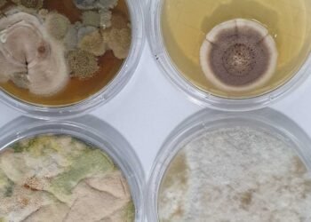 The Pros and Cons of DIY Mold Testing: A Homeowner's Guide