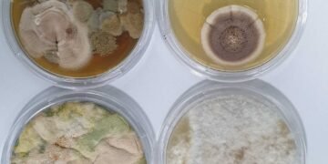 The Pros and Cons of DIY Mold Testing: A Homeowner's Guide