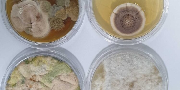 The Pros and Cons of DIY Mold Testing: A Homeowner's Guide