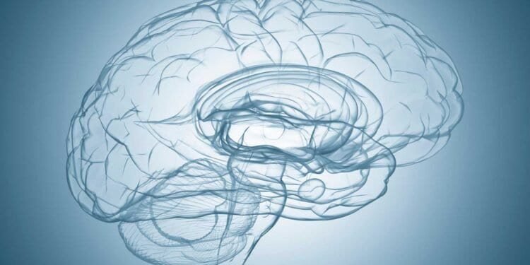 The Role of Mycotoxins in Mold-Related Neurological Issues: Understanding the Connection