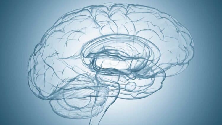 The Role of Mycotoxins in Mold-Related Neurological Issues: Understanding the Connection
